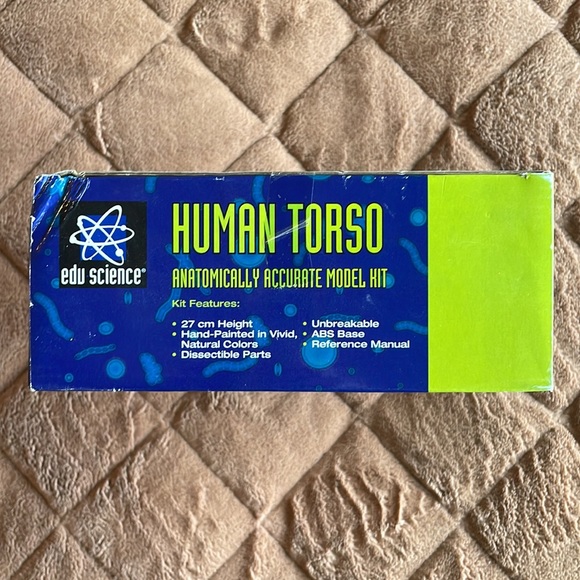 Human Torso model kit - Picture 3 of 6